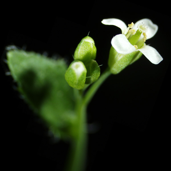 Arabidopsis thaliana