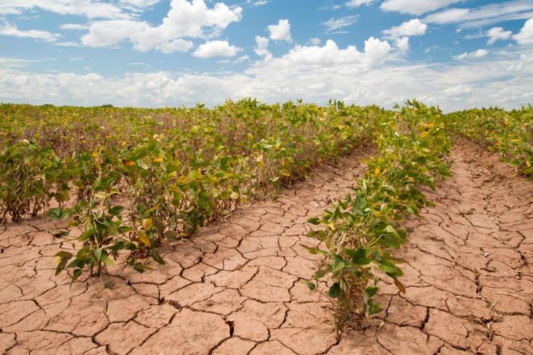 plants_in_arid_environment