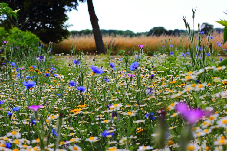 wild flowers