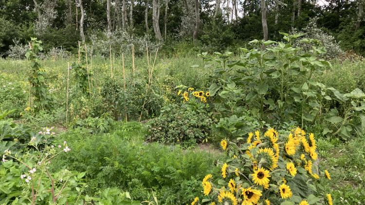 garden177
